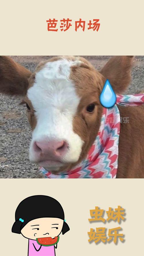 娱乐吃瓜酱抖音美颜,揭秘网红滤镜下的真实魅力